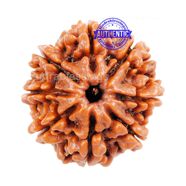 8 Mukhi Nepalese Rudraksha - Bead No. 75