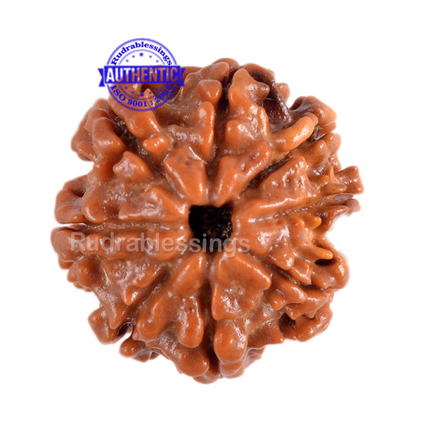 8 Mukhi Nepalese Rudraksha - Bead No. 7