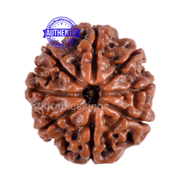 8 Mukhi Nepalese Rudraksha - Bead No. 8