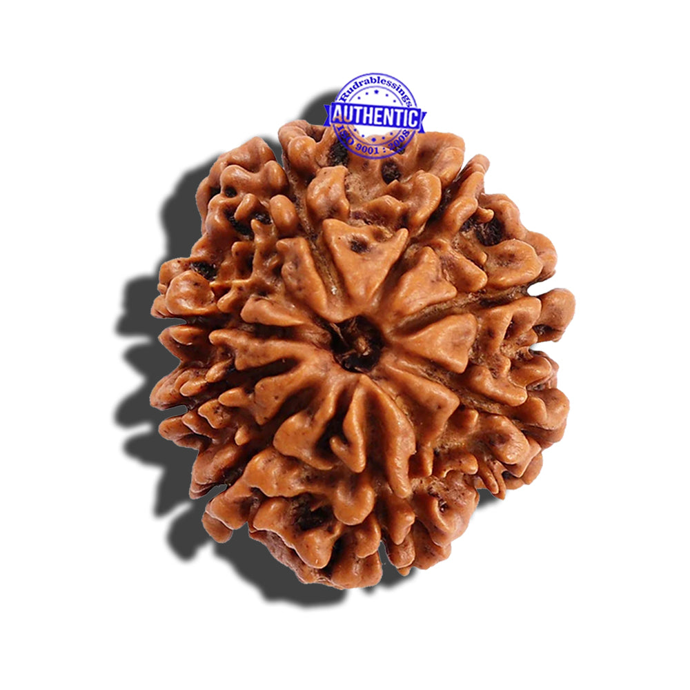 8 Mukhi Nepalese Rudraksha - Bead No. 90