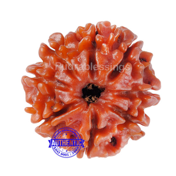 8 Mukhi Nepalese Rudraksha - Bead No. 97