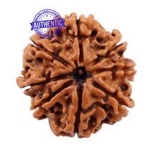 Load image into Gallery viewer, 8 Mukhi Nepalese Rudraksha - Bead No. 99
