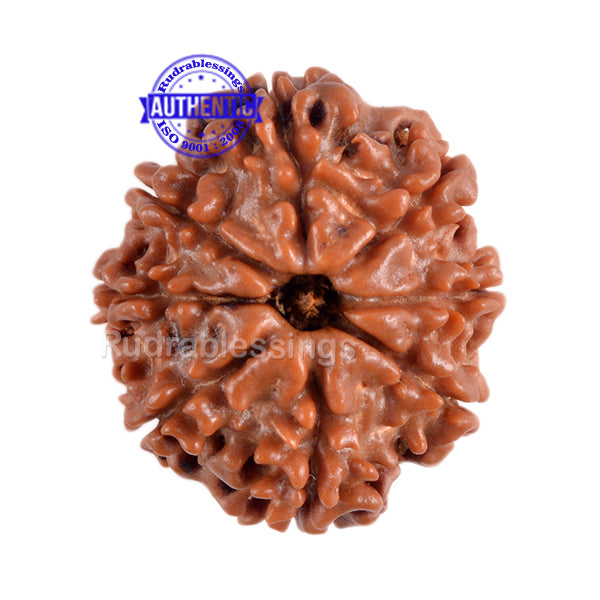 8 Mukhi Nepalese Rudraksha - Bead No. 9