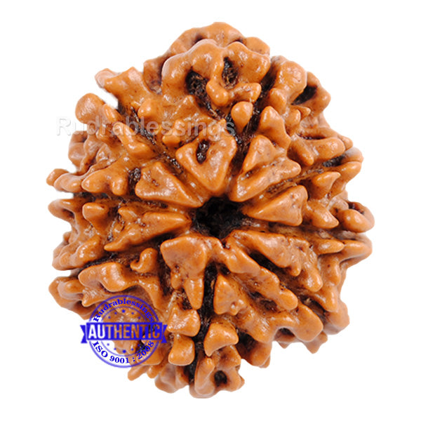 8 Mukhi Nepalese Rudraksha - Bead No. 81