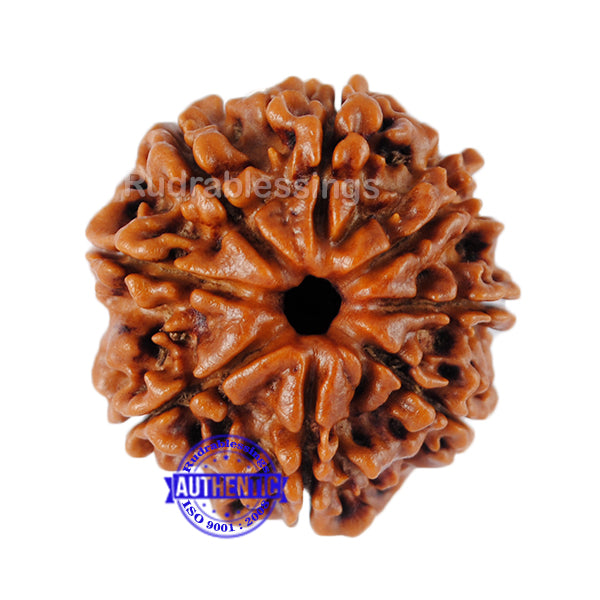 8 Mukhi Nepalese Rudraksha - Bead No. 87