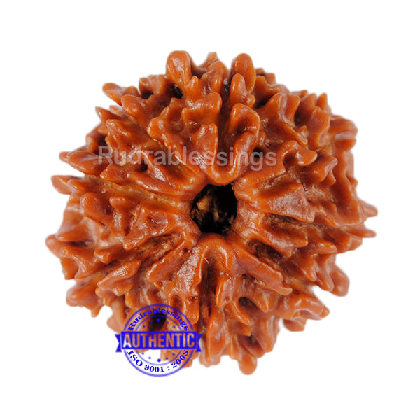 8 Mukhi Nepalese Rudraksha - Bead No. 88