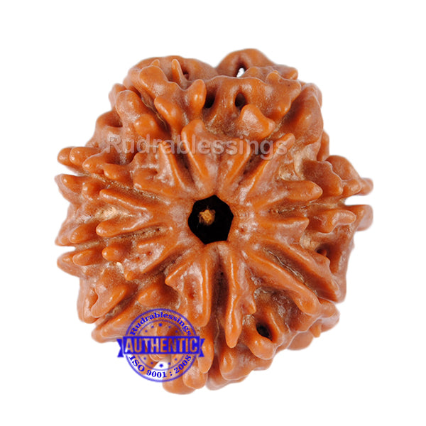 8 Mukhi Nepalese Rudraksha - Bead No. 89