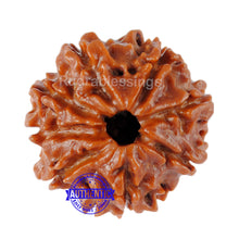 Load image into Gallery viewer, 8 Mukhi Nepalese Rudraksha - Bead No. 90
