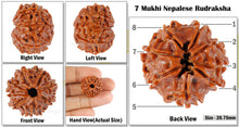 Load image into Gallery viewer, 8 Mukhi Nepalese Rudraksha - Bead No. 90
