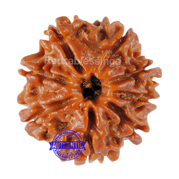 8 Mukhi Nepalese Rudraksha - Bead No. 91