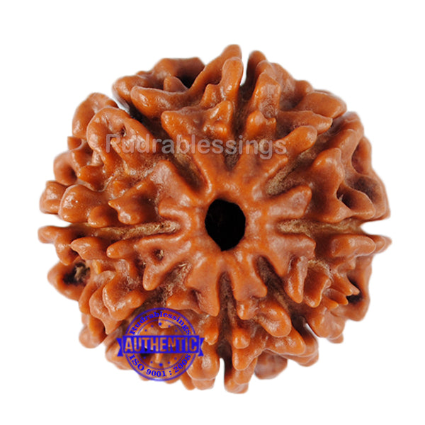 8 Mukhi Nepalese Rudraksha - Bead No. 92