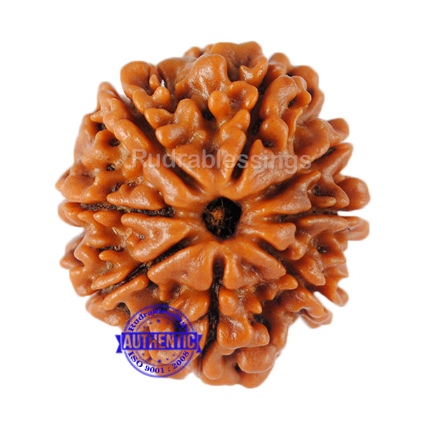 8 Mukhi Nepalese Rudraksha - Bead No. 93