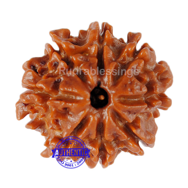 8 Mukhi Nepalese Rudraksha - Bead No. 94