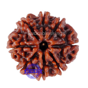 8 Mukhi Nepalese Rudraksha - Bead No. 96