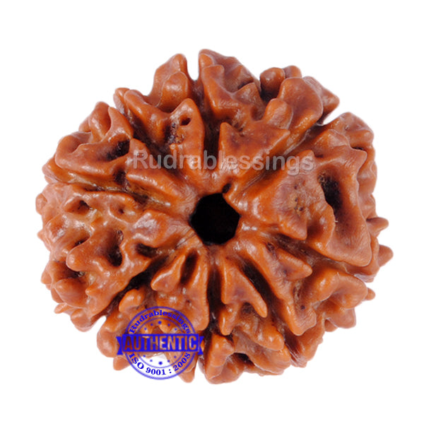 8 Mukhi Nepalese Rudraksha - Bead No. 99