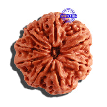 Load image into Gallery viewer, 8 Mukhi Nepalese Rudraksha - Bead No. 266
