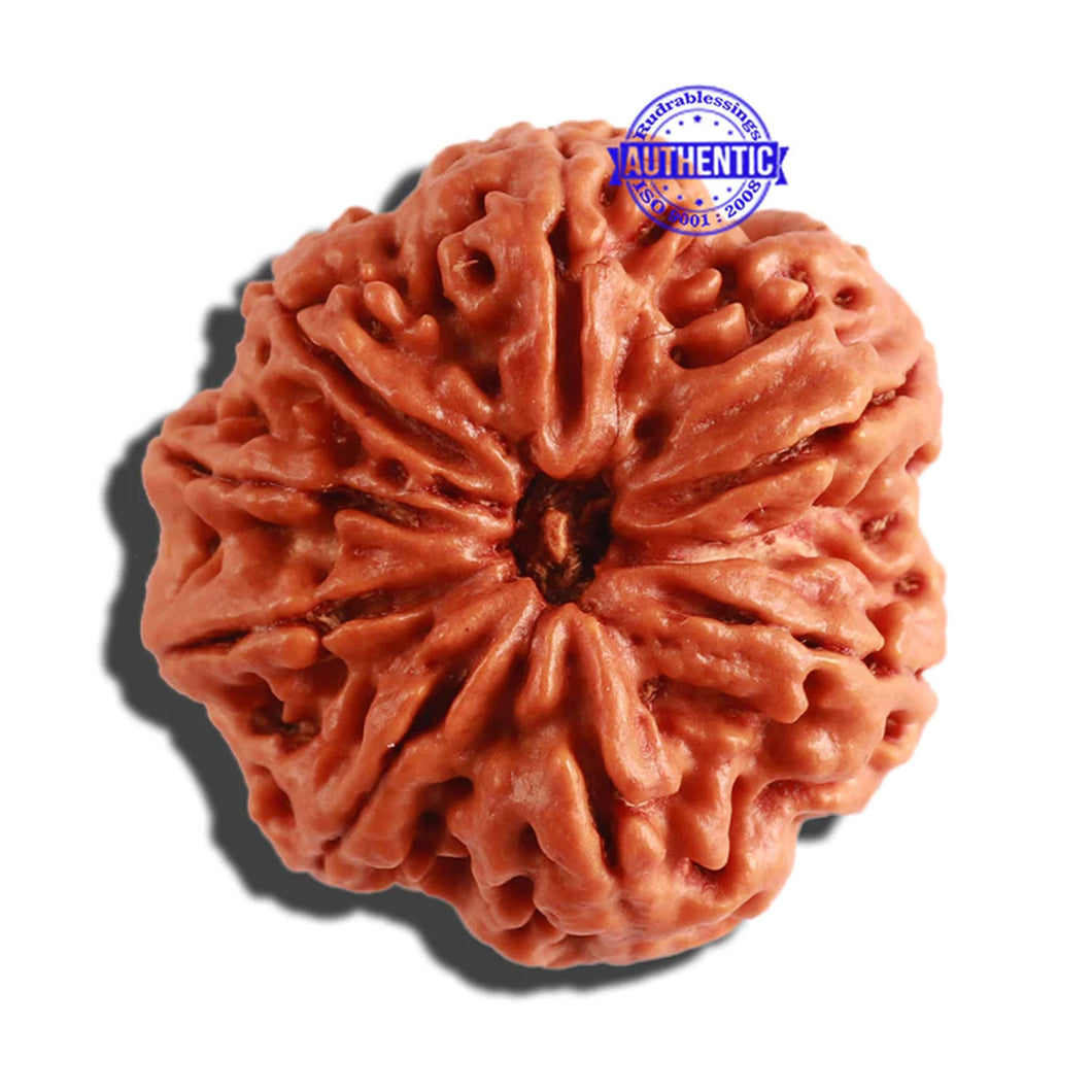 8 Mukhi Nepalese Rudraksha - Bead No. 266