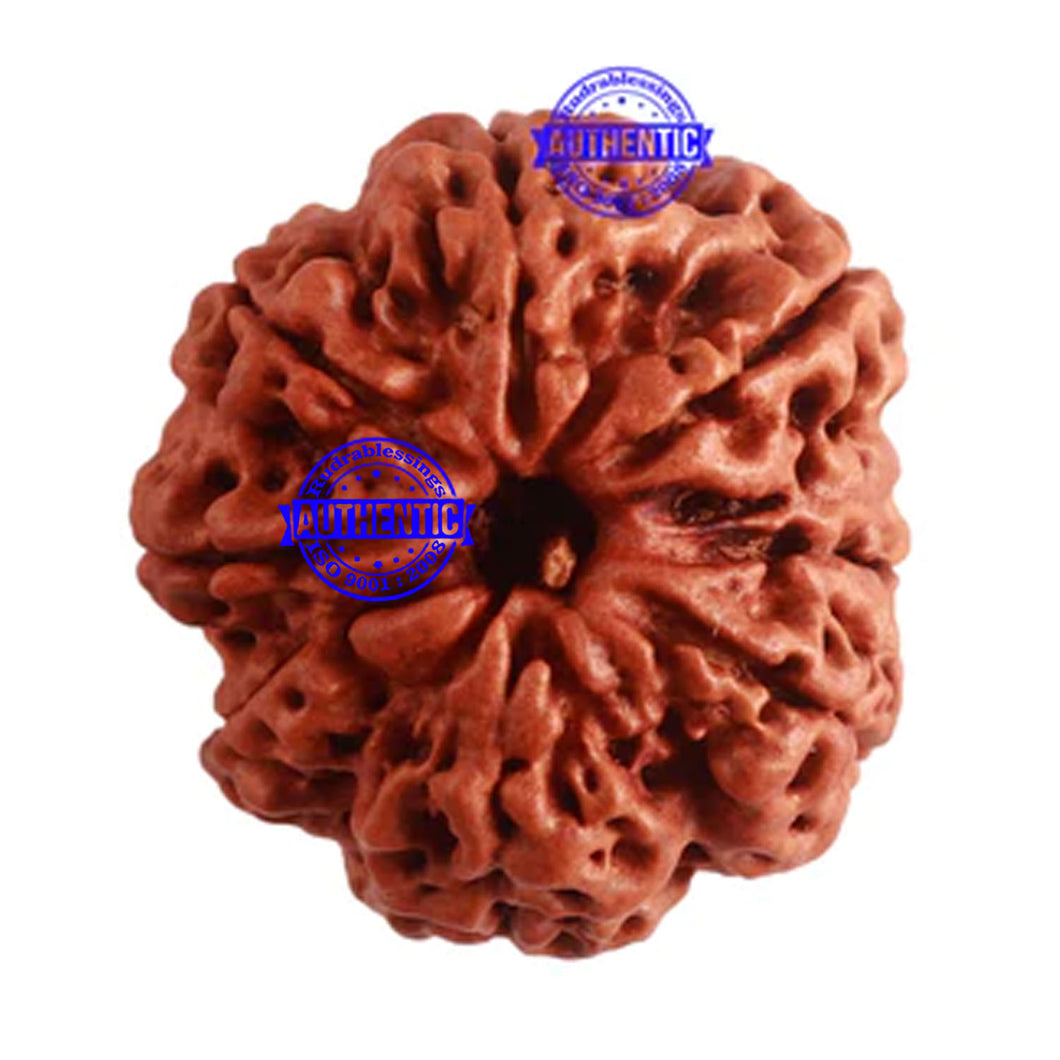 8 Mukhi Nepalese Rudraksha - Bead No. 292