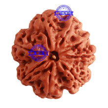 Load image into Gallery viewer, 8 Mukhi Nepalese Ganesha Rudraksha - Bead No. 294
