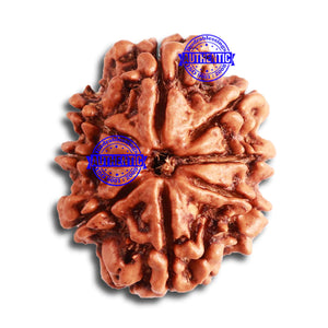 8 Mukhi Nepalese Rudraksha - Bead No. 302