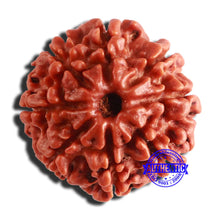 Load image into Gallery viewer, 8 Mukhi Nepalese Rudraksha - Bead No. 314
