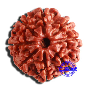 8 Mukhi Nepalese Rudraksha - Bead No. 314