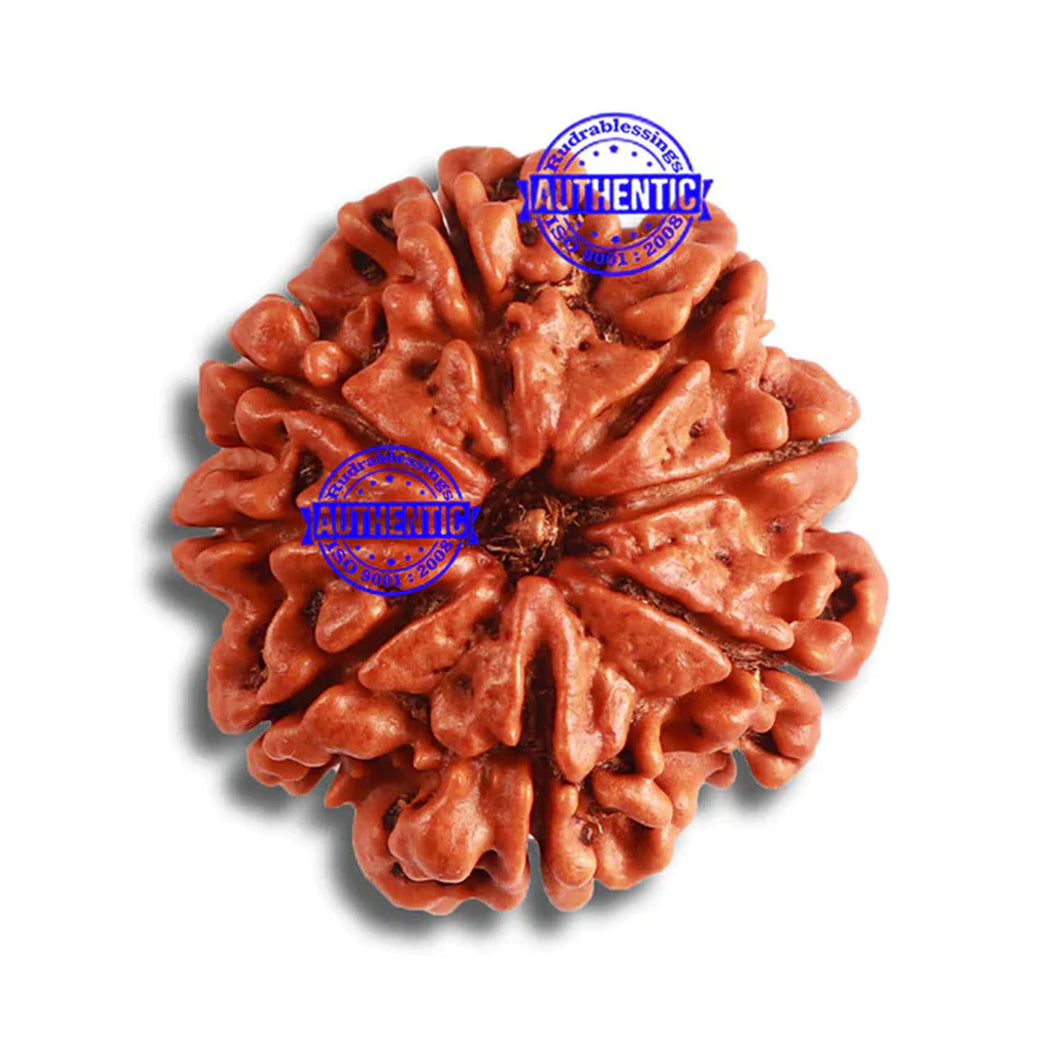 8 Mukhi Nepalese Rudraksha - Bead No. 342