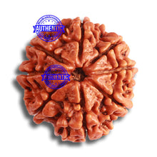 Load image into Gallery viewer, 8 Mukhi Nepalese Rudraksha - Bead No. 346
