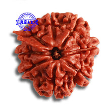 Load image into Gallery viewer, 8 Mukhi Nepalese Ganesha Rudraksha - Bead No. 350
