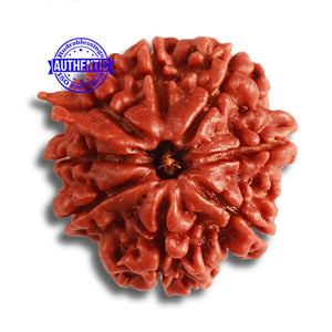 8 Mukhi Nepalese Ganesha Rudraksha - Bead No. 350