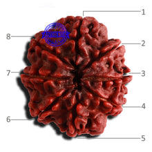 Load image into Gallery viewer, 8 Mukhi Nepalese Rudraksha - Bead No. 117
