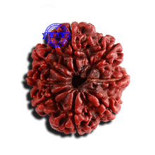 Load image into Gallery viewer, 8 Mukhi Nepalese Rudraksha - Bead No. 117
