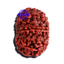 Load image into Gallery viewer, 8 Mukhi Nepalese Rudraksha - Bead No. 117
