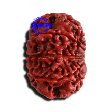 Load image into Gallery viewer, 8 Mukhi Nepalese Rudraksha - Bead No. 117
