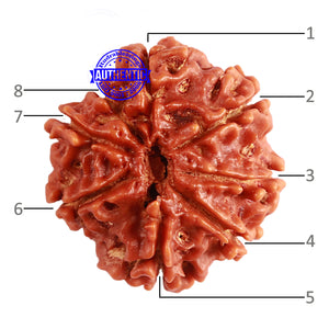 8 Mukhi Nepalese Rudraksha - Bead No. 190