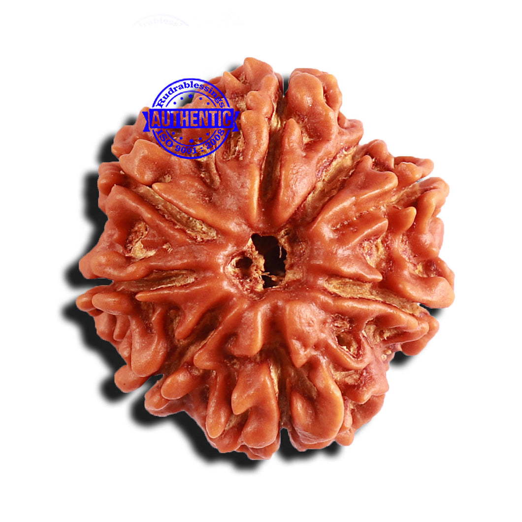 8 Mukhi Nepalese Rudraksha - Bead No. 190