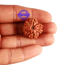 Load image into Gallery viewer, 8 Mukhi Nepalese Rudraksha - Bead No. 190
