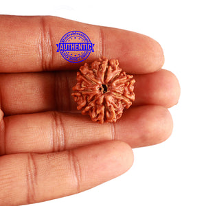 8 Mukhi Nepalese Rudraksha - Bead No. 190