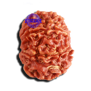 8 Mukhi Nepalese Rudraksha - Bead No. 190