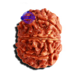 8 Mukhi Nepalese Rudraksha - Bead No. 190