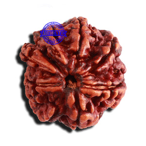 8 Mukhi Nepalese Double Ganesha Rudraksha - Bead No. 255