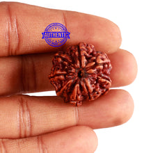 Load image into Gallery viewer, 8 Mukhi Nepalese Double Ganesha Rudraksha - Bead No. 255
