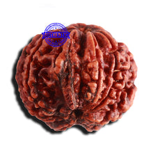 Load image into Gallery viewer, 8 Mukhi Nepalese Double Ganesha Rudraksha - Bead No. 255
