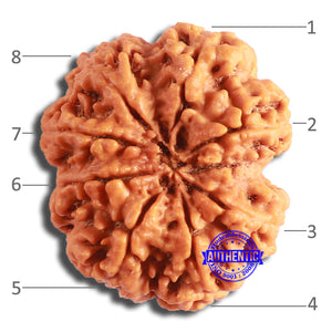 8 Mukhi Nepalese Rudraksha - Bead No. 351