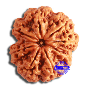 8 Mukhi Nepalese Rudraksha - Bead No. 351