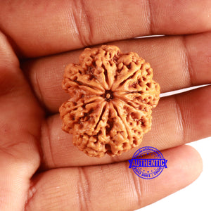 8 Mukhi Nepalese Rudraksha - Bead No. 351