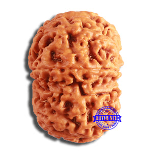 8 Mukhi Nepalese Rudraksha - Bead No. 351