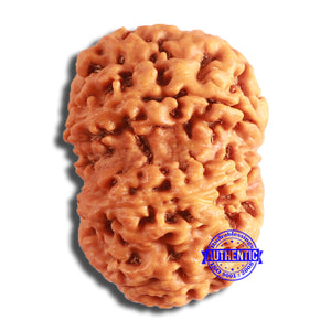 8 Mukhi Nepalese Rudraksha - Bead No. 351