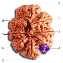 Load image into Gallery viewer, 8 Mukhi Nepalese Rudraksha - Bead No. 353
