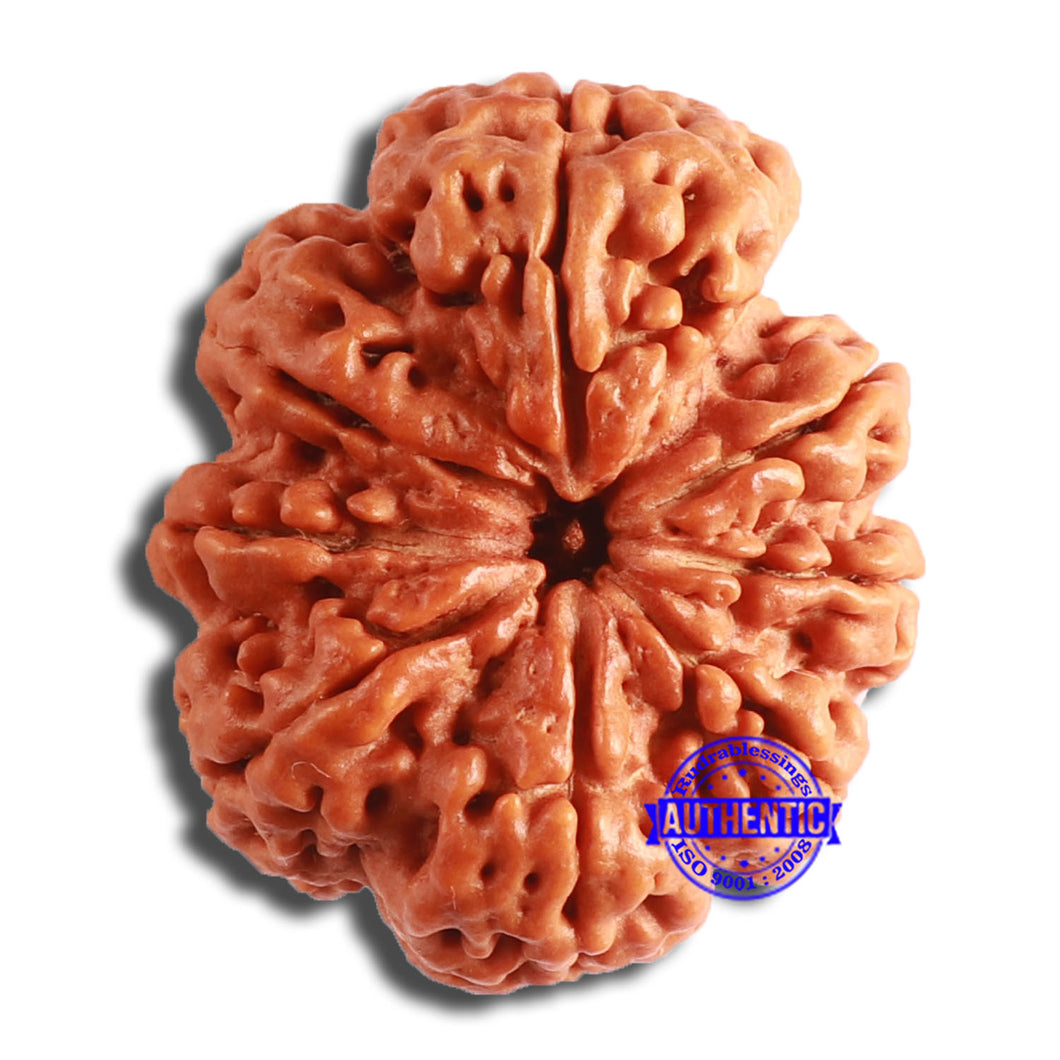 8 Mukhi Nepalese Rudraksha - Bead No. 353